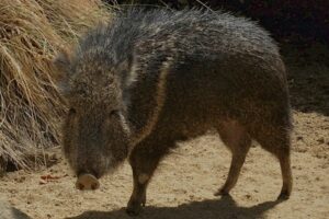 chacoan peccary