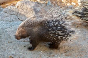 cape porcupine