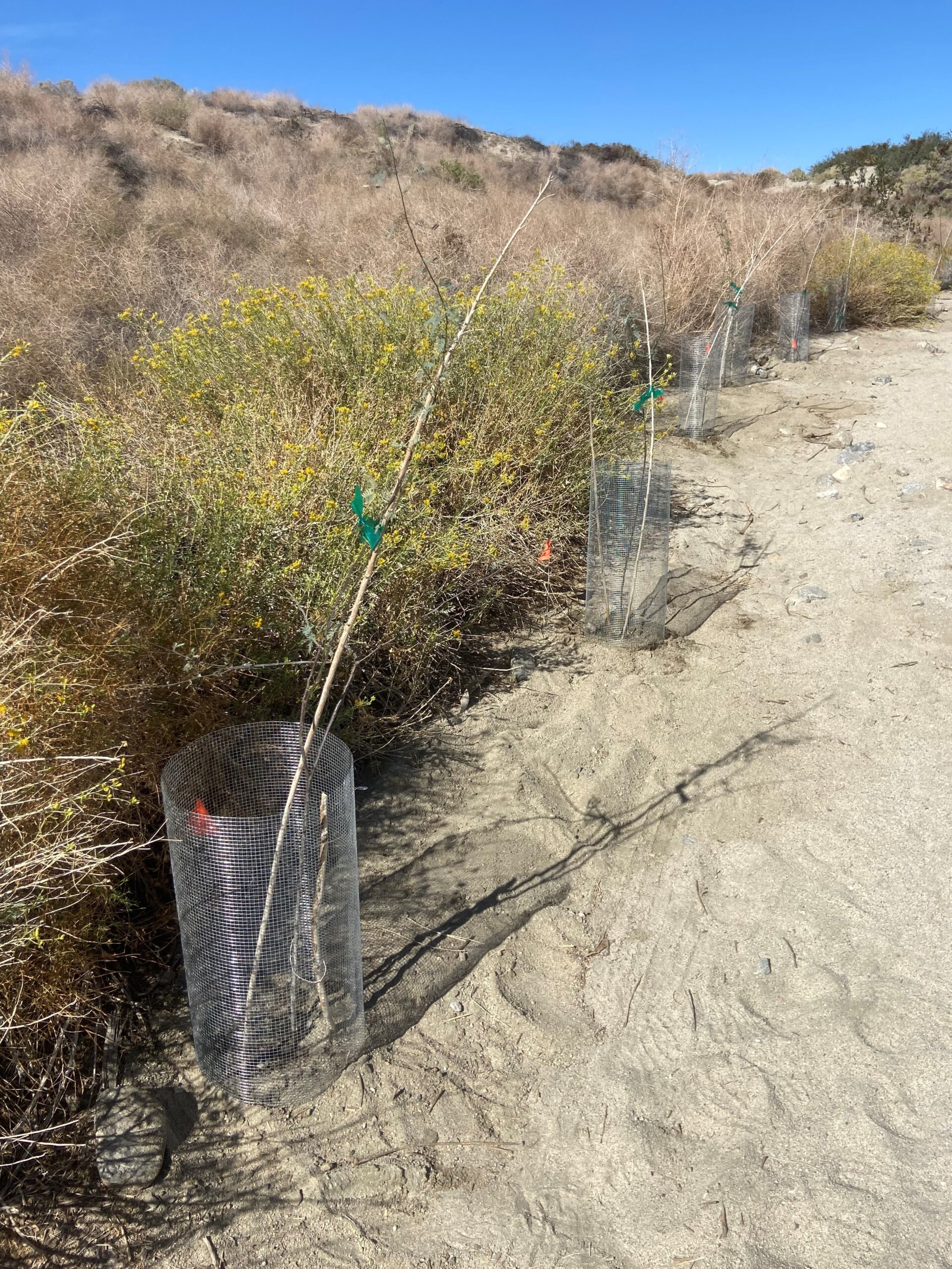 propagation_in_the_coachella_valley_preserve_4