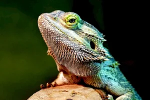 bearded dragon