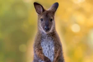 bennetts wallaby