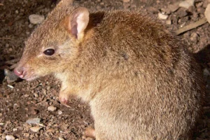bettong