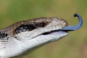 blue-tongued skink