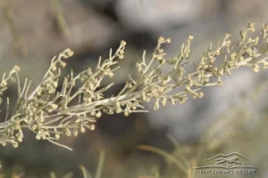 CALIFORNIA SAGEBRUSH