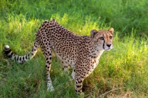 cheetah