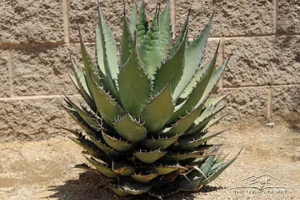 COASTAL AGAVE
