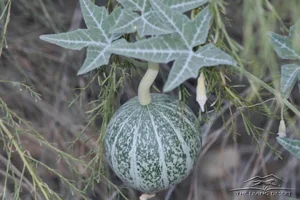COYOTE MELON