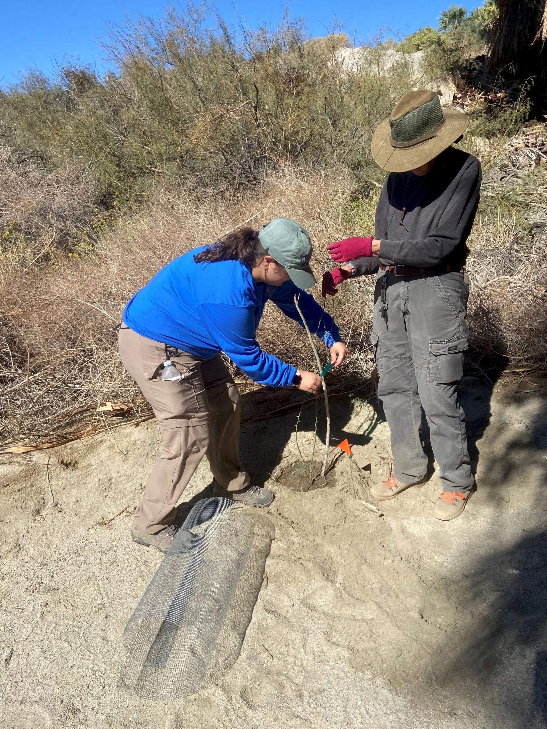 propagation_in_the_coachella_valley_preserve_3